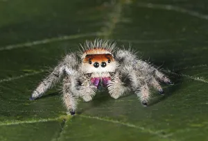 Hairy Prints: Cardinal jumper (Phidippus cardinalis) spider on a leaf