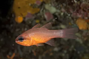 Cardinalfish (Apogon imberbis) Larvotto Marine Reserve, Monaco, Mediterranean Sea