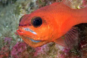 Paternal Behaviour Prints: Cardinalfish (Apogon imberbis) male