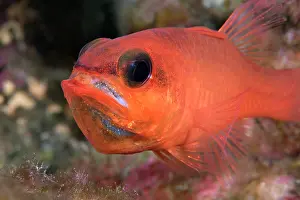 Cardinalfish (Apogon imberbis) male, mouth brooding, portrait, Tenerife, Canary Islands, Atlantic Ocean