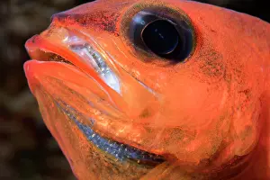 Paternal Behaviour Prints: Cardinalfish (Apogon imberbis) male