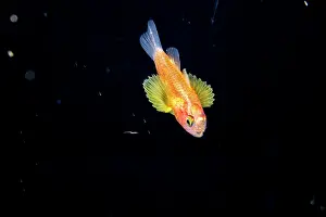 Larva Prints: Cardinalfish (Apogonidae) larval stage