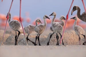 Flamingos Collection: Caribbean Flamingo (Phoenicopterus ruber) chick group walking around the breeding colony