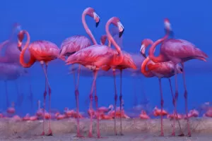 Flamingos Gallery: Caribbean flamingo (Phoenicopterus ruber) preparing to sleep, Ria Lagartos Biosphere Reserve