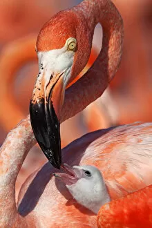 Flamingos Collection: Caribbean flamingo (Phoenicopterus ruber) adult feeding chick, Ria Lagartos Biosphere Reserve