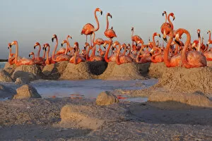 Flamingos Collection: Caribbean Flamingo (Phoenicopterus ruber) breeding colony, Ria Lagartos Biosphere Reserve