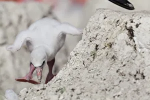 American Flamingo Gallery: Caribbean Flamingo (Phoenicopterus ruber) chick age 5 days, walking around nest, breeding colony
