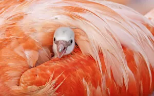 American Flamingo Gallery: Caribbean flamingo (Phoenicopterus ruber) chick peering from under the wing of protective