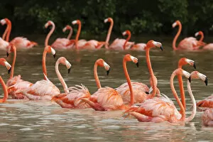 American Flamingo Gallery: Caribbean flamingo (Phoenicopterus ruber) flock moving to other parts of the lagoon in