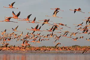 Images Dated 18th August 2021: Caribbean flamingo (Phoenicopterus ruber) taking off from sleeping site at dawn