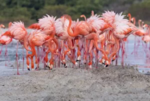 Images Dated 18th August 2021: Caribbean flamingo (Phoenicopterus ruber) building practice nest, Ria Celestun Biosphere Reserve