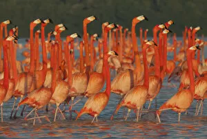 Images Dated 18th August 2021: Caribbean flamingo (Phoenicopterus ruber) courtship display, Ria Celestun Biosphere Reserve