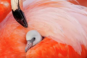 Images Dated 18th August 2021: Caribbean flamingo (Phoenicopterus ruber) chick having his first sight under the wing of
