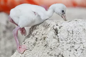 Images Dated 18th August 2021: Caribbean flamingo (Phoenicopterus ruber) chick returning to nest after exploring around the nest