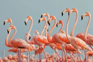 August 2022 Highlights Collection: Caribbean Flamingo (Phoenicopterus ruber), Ria Lagartos Biosphere Reserve, Yucatan Peninsula