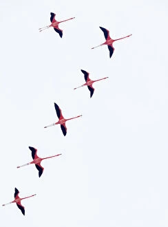 Images Dated 18th August 2021: Caribbean flamingo (Phoenicopterus ruber) flock flying in formation