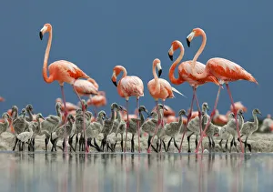 Caribbean flamingo (Phoenicopterus ruber) adults guarding chick, Ria Lagartos Biosphere Reserve