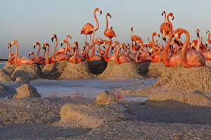 Caribbean Flamingo (Phoenicopterus ruber) breeding colony, Ria Lagartos Biosphere Reserve