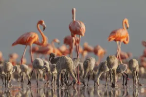 Caribbean flamingo (Phoenicopterus ruber) breeding colony, Ria Lagartos Biosphere Reserve, Yucatan Peninsula, Mexico, June