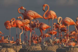 Caribbean flamingo (Phoenicopterus ruber) breeding colony, Ria Lagartos Biosphere Reserve, Yucatan Peninsula, Mexico, July
