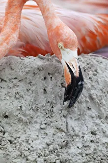 Caribbean Flamingo (Phoenicopterus ruber) building up mud whilst brooding egg, breeding colony
