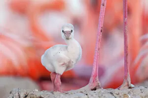 American Flamingo Gallery: Caribbean flamingo (Phoenicopterus ruber) chick, standing by its parent's legs in its nest