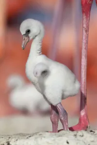 Caribbean Flamingo (Phoenicopterus ruber) chick age three days, standing in nest