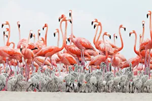 Caribbean Flamingo (Phoenicopterus ruber) chick creche in front of attentive adult flamingo group, breeding colony, Ria Lagartos Biosphere Reserve, Yucatan Peninsula, Mexico, June