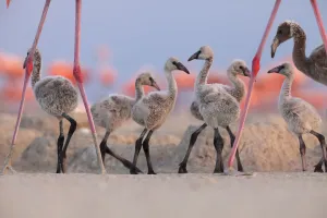 Caribbean Flamingo (Phoenicopterus ruber) chick group walking around the breeding colony