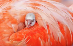Phoenicopterus Ruber Ruber Prints: Caribbean flamingo (Phoenicopterus ruber) chick peering from under the wing of protective parent