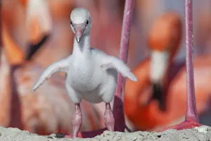 Caribbean flamingo (Phoenicopterus ruber) chick stretching wings on nest in breeding