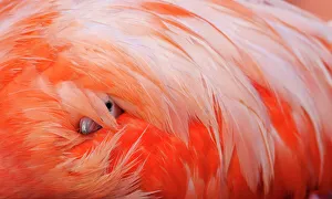 Caribbean Flamingo (Phoenicopterus ruber) chick under the wing of protective parent