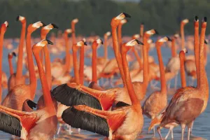 Caribbean flamingo (Phoenicopterus ruber) courtship display