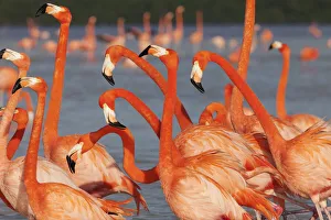 Caribbean flamingo (Phoenicopterus ruber) courtship display