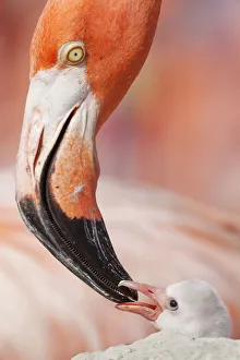 Caribbean flamingo (Phoenicopterus ruber) feeding crop milk to chick