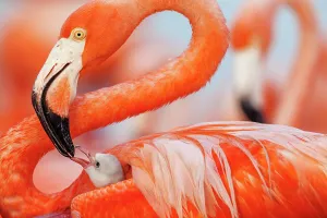 Caribbean flamingo (Phoenicopterus ruber) feeding crop milk to chick, Ria Lagartos Biosphere Reserve, Yucatan Peninsula, Mexico, June