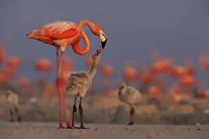 Caribbean flamingo (Phoenicopterus ruber) feeding crop milk to chick in breeding colony