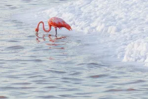 Phoenicopterus Ruber Ruber Prints: Caribbean flamingo (Phoenicopterus ruber) feeding in waves