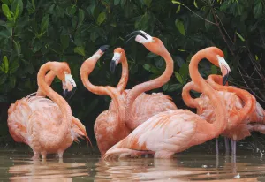 Caribbean flamingo (Phoenicopterus ruber) fighting, Ria Celestun Biosphere Reserve, Yucatan Peninsula, Mexico, January