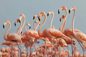 American Flamingo Gallery: Caribbean flamingo (Phoenicopterus ruber) flock, Ria Lagartos Biosphere Reserve