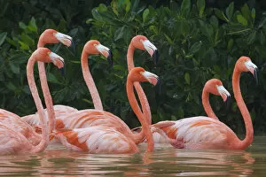 Caribbean flamingo (Phoenicopterus ruber) flock, Ria Celestun Biosphere Reserve, Yucatan Peninsula, Mexico, January