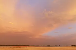 Caribbean flamingo (Phoenicopterus ruber) flock in distance at dusk, Ria Celestun Biosphere Reserve, Yucatan Peninsula, Mexico, August