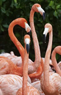 American Flamingo Gallery: Caribbean flamingo (Phoenicopterus ruber), group, Ria Celestun Biosphere Reserve