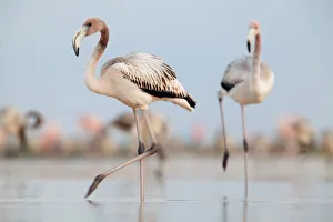 Phoenicopterus Ruber Ruber Prints: Caribbean Flamingo (Phoenicopterus ruber) juvenile, Ria Lagartos Biosphere Reserve