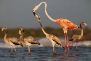2019 February Highlights Prints: Caribbean flamingo (Phoenicopterus ruber) juvenile begging, Ria Lagartos Biosphere Reserve