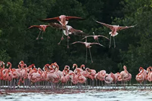 Caribbean flamingo (Phoenicopterus ruber) landing, Ria Celestun Biosphere Reserve, Yucatan Peninsula, Mexico, January