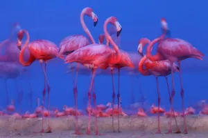 Caribbean flamingo (Phoenicopterus ruber) preparing to sleep, Ria Lagartos Biosphere Reserve