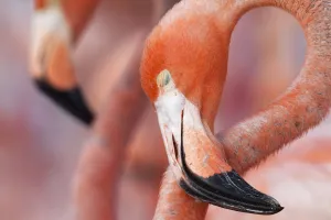 Flamingo Prints: Caribbean Flamingo (Phoenicopterus ruber) sleeping in the breeding colony, brooding egg