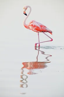 Caribbean flamingo (Phoenicopterus ruber) wading in water