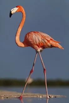 2019 February Highlights Gallery: Caribbean flamingo (Phoenicopterus ruber) walking, Ria Lagartos Biosphere Reserve